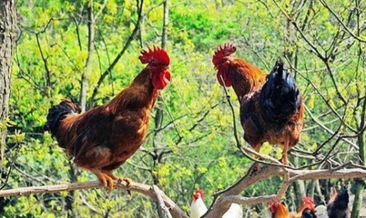 聚焦家禽产业链补贴政策 龙头企业与定点屠宰企业的活禽收购补贴机制